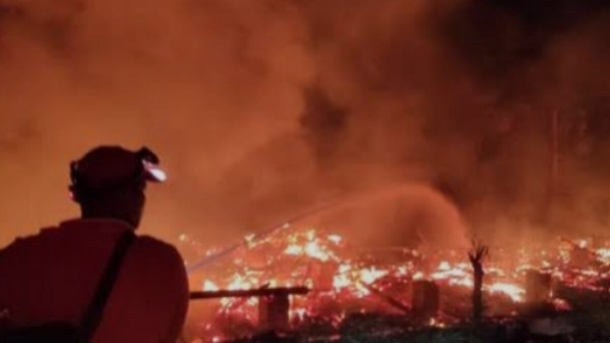 Api Melalap Kandang Berikut 18.000 Ayam Ludes Terpanggang di Mojokerto