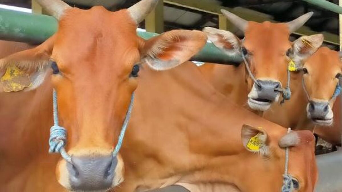 Diduga Hitungan Bulan Sapi Siluman Pokir Dewan Ludes Terjual