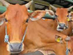 Diduga Hitungan Bulan Sapi Siluman Pokir Dewan Ludes Terjual