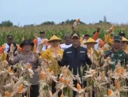 Bupati Tuban Aditya Halindra faridzky SE Bersama Forkopimda Tuban Panen Raya Jagung di Tambakboyo