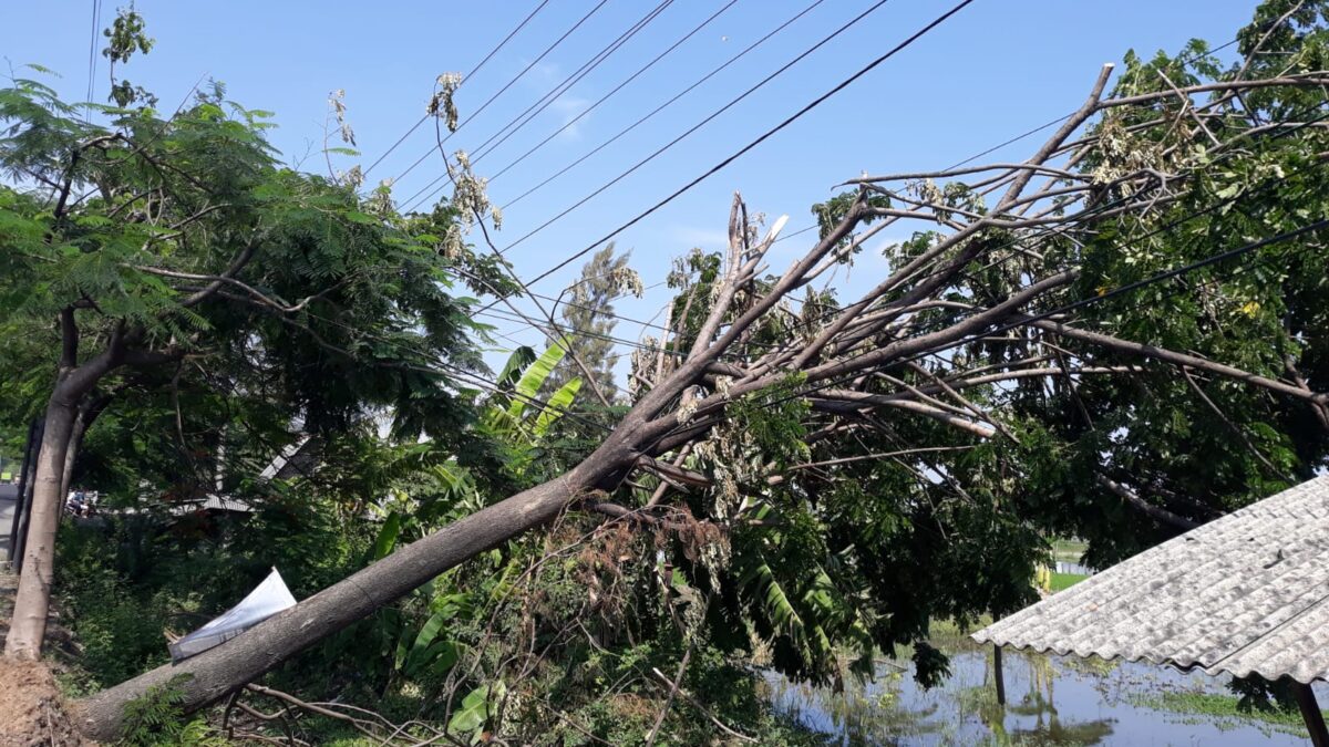 Sudah hampir Sepekan Pohon Yang Tumbang di Wilayah Desa Bulutrate Kecamatan Babat Belum di Tangani