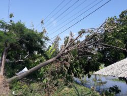 Sudah hampir Sepekan Pohon Yang Tumbang di Wilayah Desa Bulutrate Kecamatan Babat Belum di Tangani