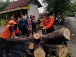 Pohon Tumbang Menutupi Akses Jalan Di Kedungdung Sampang